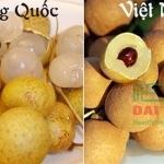 Cách nhận biết nhãn lồng Hưng Yên xịn