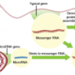 Mỹ tìm ra cách điều trị ung thư mới rất hiệu quả