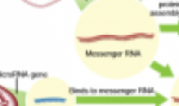 Mỹ tìm ra cách điều trị ung thư mới rất hiệu quả